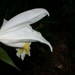 Sobralia chrysostoma Květ