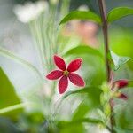 Combretum indicum Flor