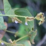 Calopogonium mucunoides Fruit