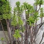 Crassula tetragona Folha