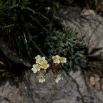 Saxifraga crustata Flower