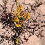 Hypericum silenoides Flor