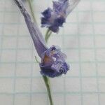 Delphinium peregrinum Лист