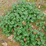 Malva pusilla Blad