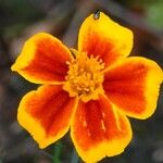 Tagetes tenuifolia Цветок