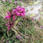 Pedicularis pyrenaica Flor