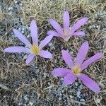 Colchicum filifolium Flower