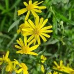 Senecio madagascariensis Flor