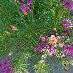 Vernonia angustifolia Žiedas