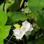 Jacquemontia paniculata Flor