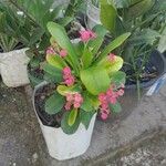 Euphorbia lophogona Blad