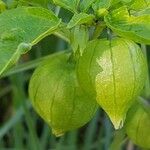 Physalis angulata Ovoce