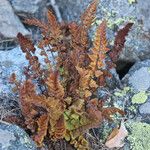 Woodsia alpina Hábito