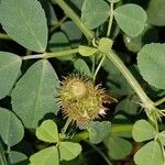 Medicago polymorpha Fruit