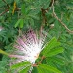 Calliandra selloi Blüte