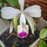 Cattleya intermedia Kwiat