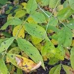 Fraxinus latifolia Leaf