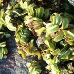 Salvinia natans Leaf