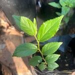 Celtis africana Leaf