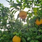 Citrus medica Fruit