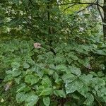 Cornus alternifolia Leaf