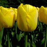 Tulipa billietiana Květ