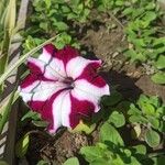 Petunia spp.Blüte