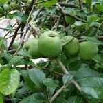 Chaenomeles japonica Φρούτο