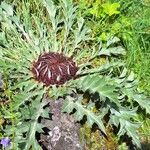 Carlina acanthifolia Bloem