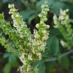 Teucrium scorodoniaBlomst