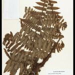 Cyathea surinamensis Лист