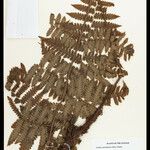 Cyathea surinamensis 叶