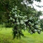 Juniperus virginiana ഫലം