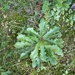 Hypochaeris glabra Leaf