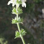 Stachys spinulosa Natur