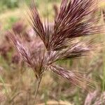 Bromus rubens Folha