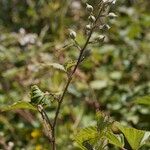 Rubus bracteatus その他の提案