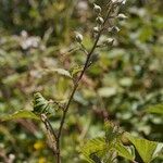 Rubus bracteatus Ostatní