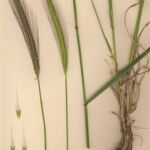 Hordeum bulbosum Natur