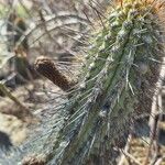 Weberbauerocereus weberbaueri 葉