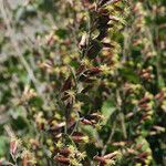 Brickellia californica Flower