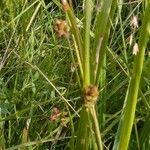 Carex tomentosa Kvet