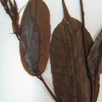 Mabea subsessilis Други