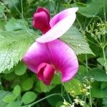 Lathyrus tingitanusЦветок