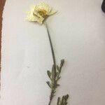 Anthemis tomentosa Floare