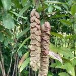 Gmelina philippensis Floare