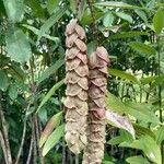 Gmelina philippensis Flower