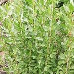 Rumex usambarensis Folio