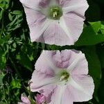 Calystegia silvatica Квітка