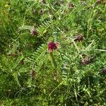 Vicia sicula Fula